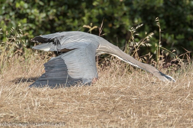 heron